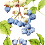 Live Botanical Drawing Demos with Kailleigh&nbsp;Archibald